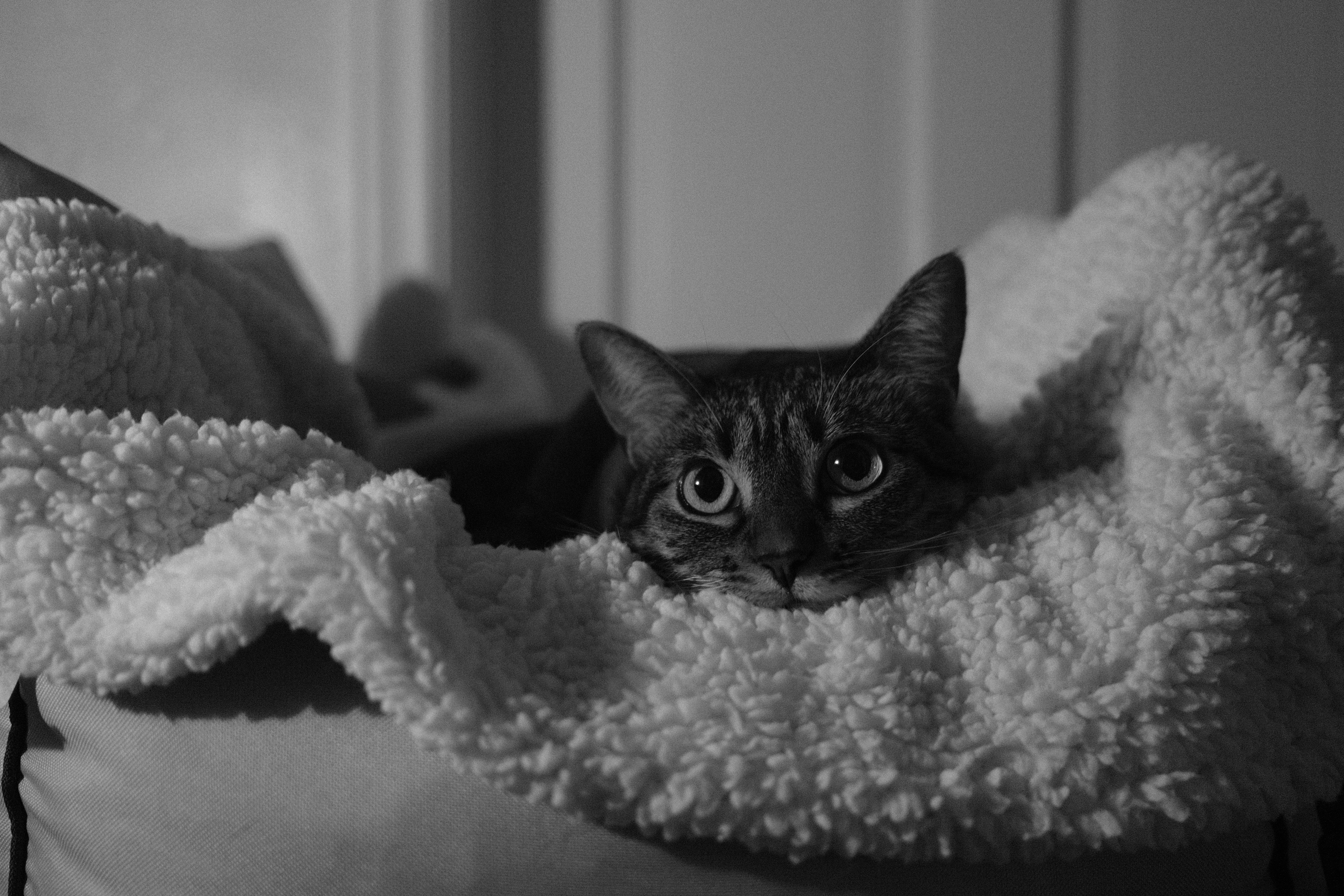 Tuna the cat wrapped in a cozy blanket